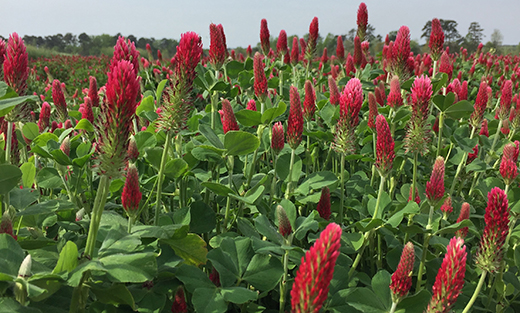 Crimson Clover (per pound) Seed Mix | Pheasants Forever